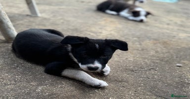 Border Collie dogs - Advert 1