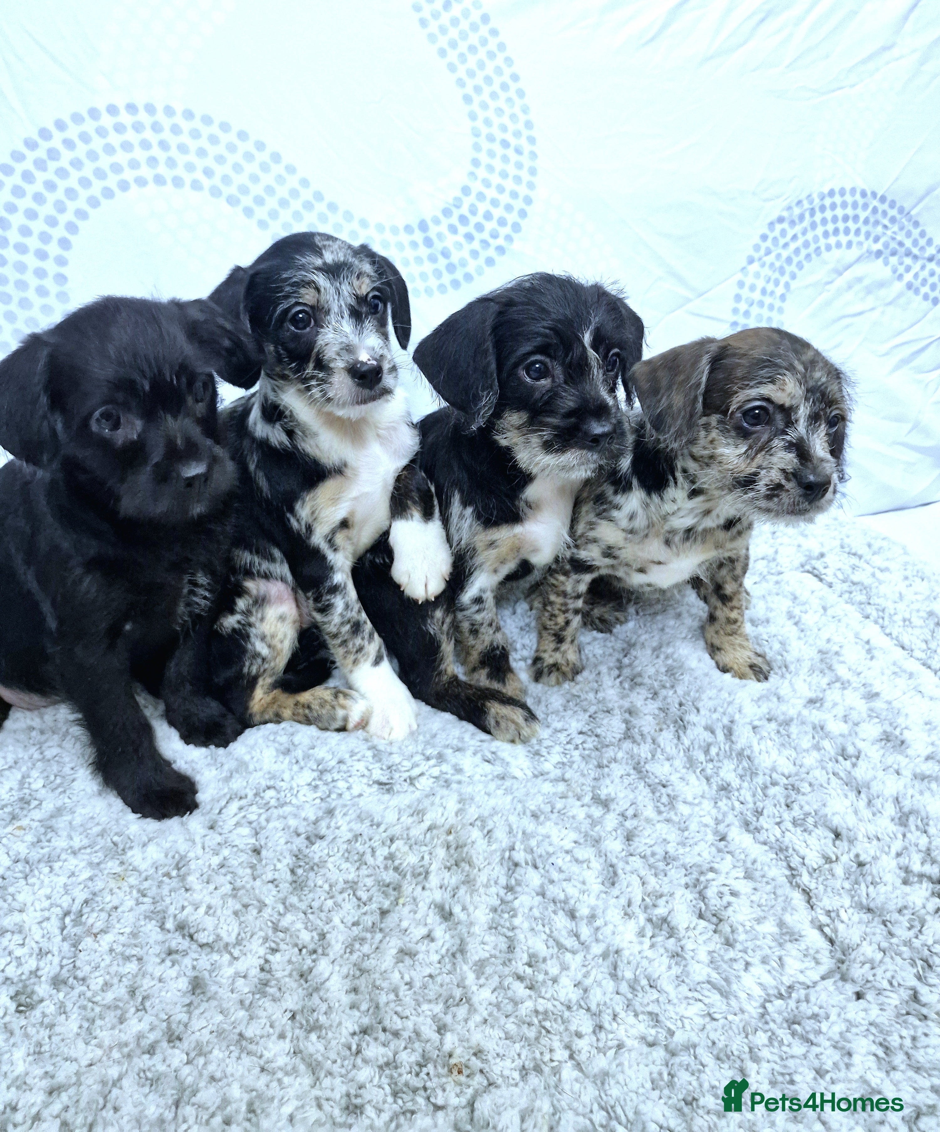 Mixed Breed dogs Frenchi /Mini Poodle Puppies ❤️ 3 Left!! - Advert 2