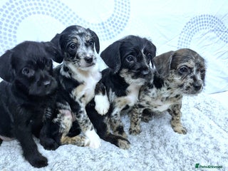Mixed Breed dogs Frenchi /Mini Poodle Puppies First Gen ❤️ - Advert 13
