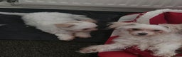 Maltese dogs for sale: Beautiful Maltese Puppy – Child & Cat Friendly - Advert 11
