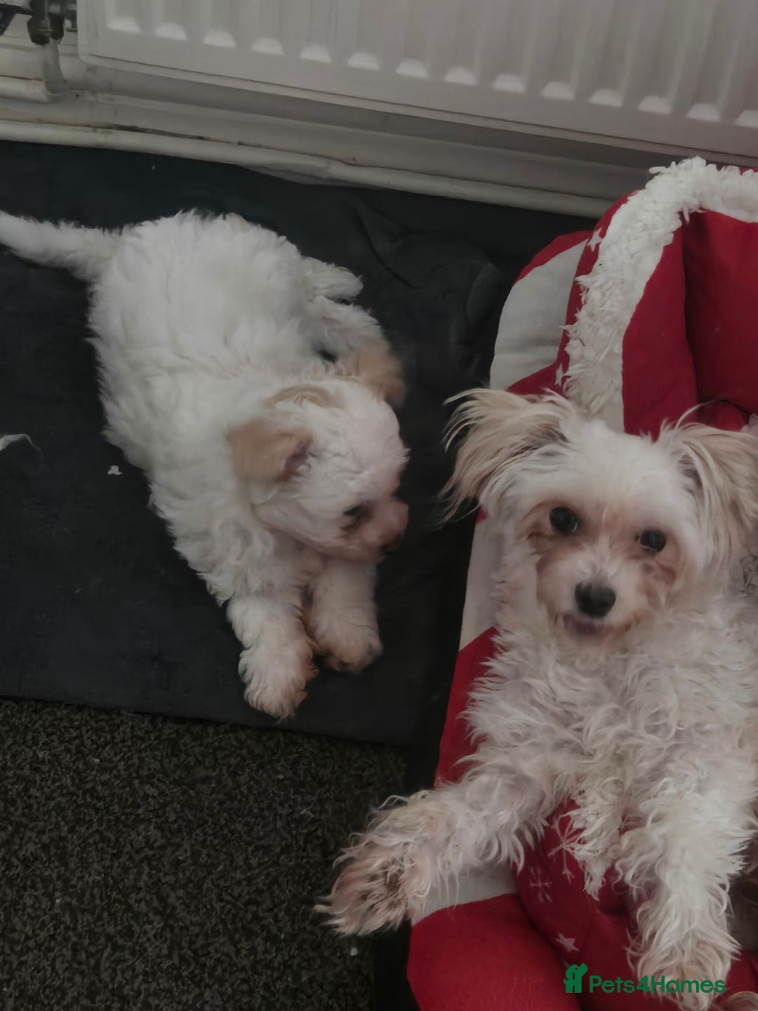 Maltese dogs for sale: Beautiful Maltese Puppy – Child & Cat Friendly - Advert 11