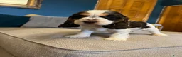 Cocker Spaniel dogs for sale: Show Type Cocker Spaniel Puppies - Advert 5