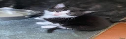 Mixed Breed cats for sale: 3 Black & White boys in Swadlincote - Advert 2