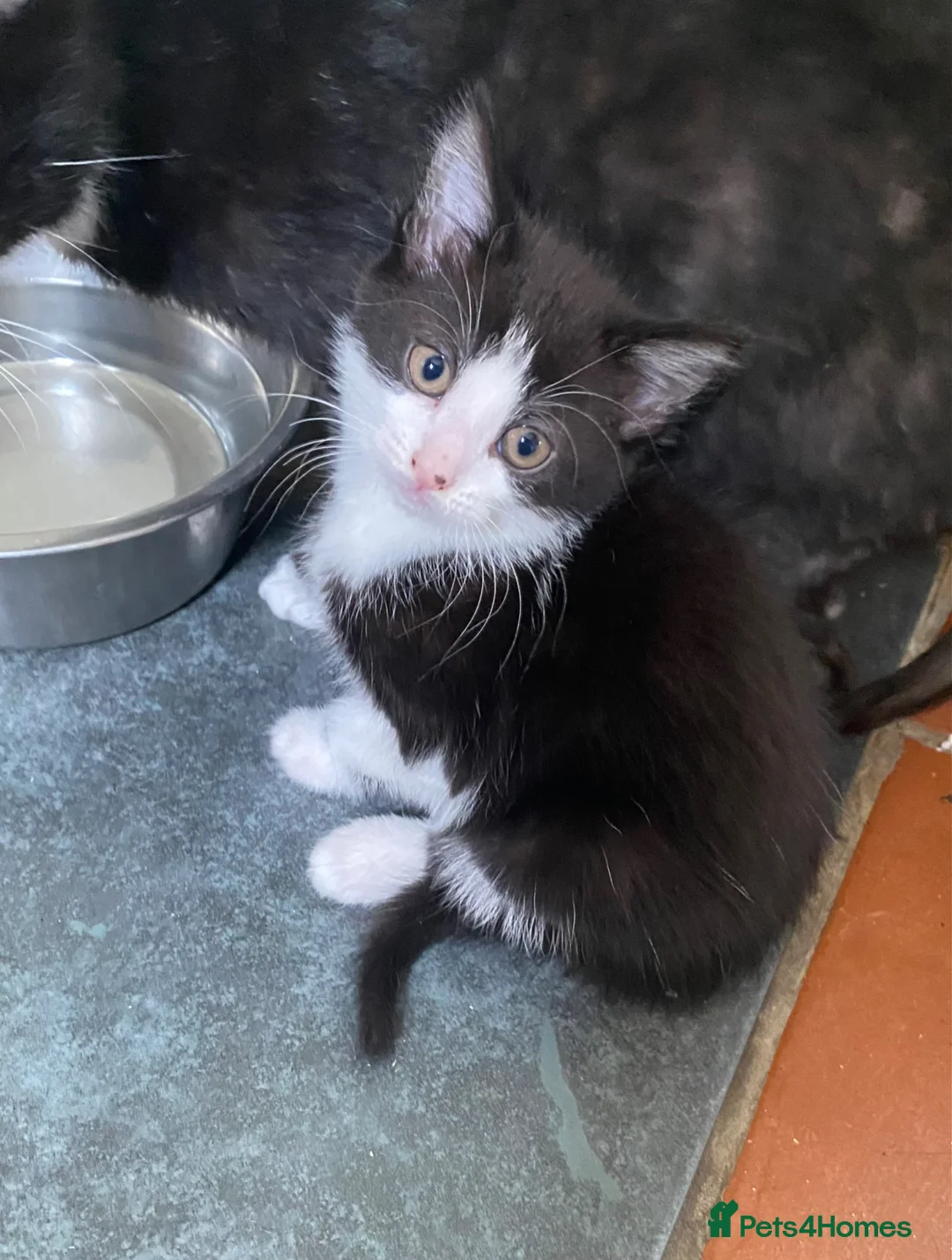 Mixed Breed cats for sale: 3 Black & White boys in Swadlincote - Advert 2
