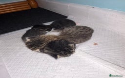 British Longhair cats for sale: beautiful  fluffy mixed kittens  - Image 1