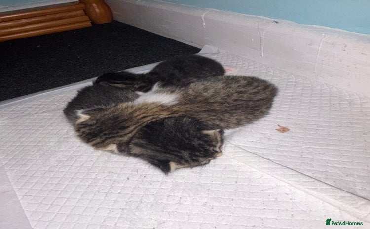 British Longhair cats - Advert 14