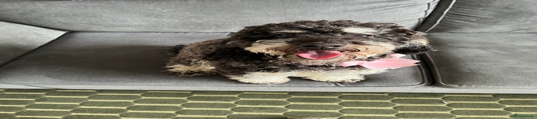 Cockapoo Puppy 2