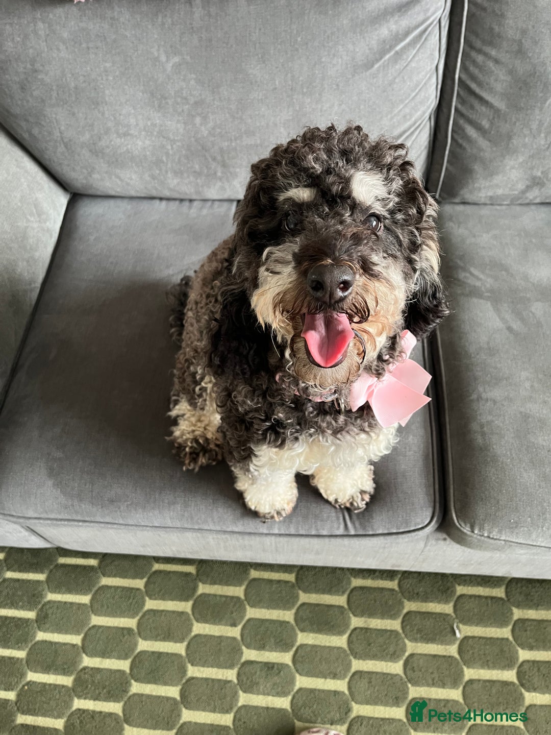 Cockapoo dogs for sale: Beautiful cockerpoo female  - Image 3