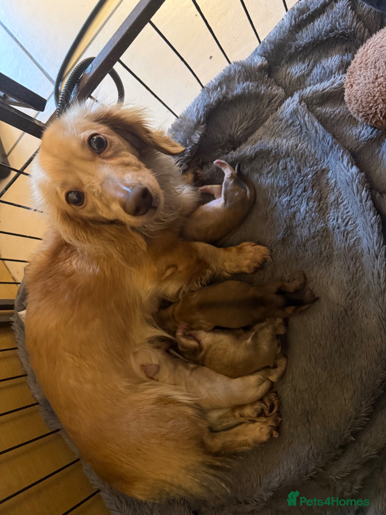 Miniature Dachshund dogs Exceptional long haired dachshund puppies - Advert 3