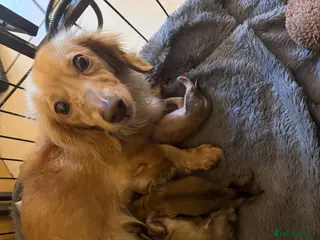 Miniature Dachshund dogs Exceptional long haired dachshund puppies - Advert 3