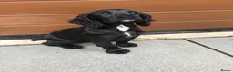 Cocker Spaniel dogs for sale: COCKER SPANIEL PUPPY.  - Advert 3