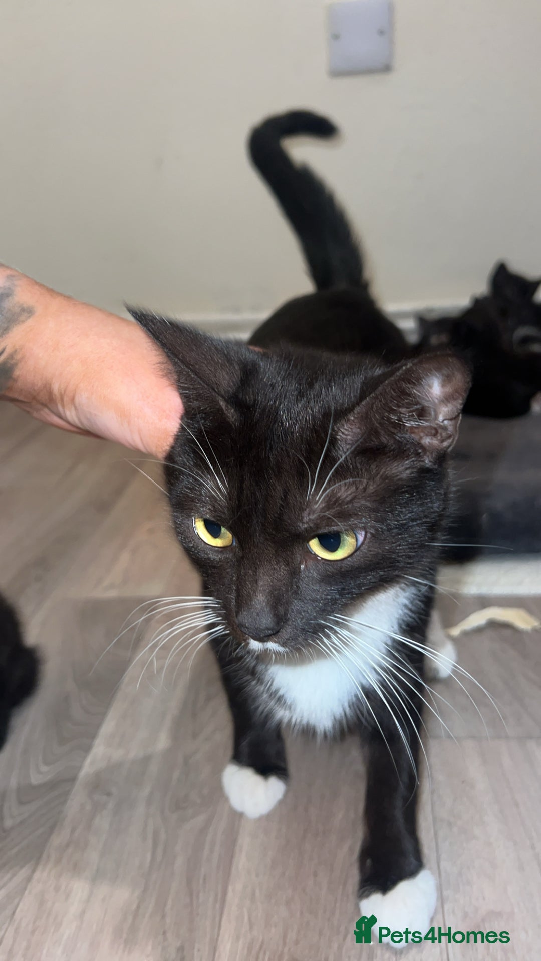 Mixed Breed cats for sale: 6 beautiful kittens  - Advert 7