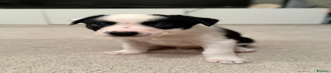 Border Collie Puppy 2
