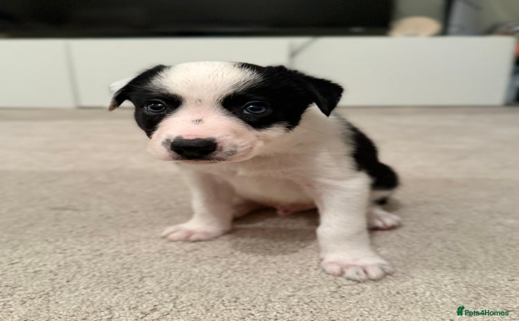 Border Collie dogs - Advert 2