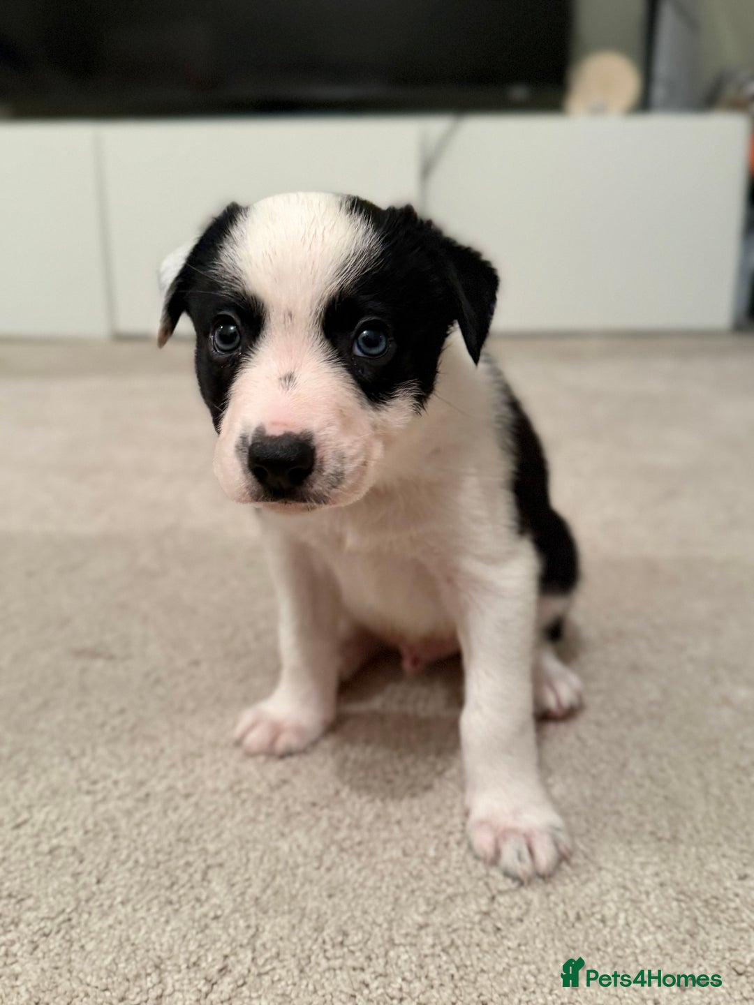 Border Collie dogs for sale: Litter of 5 border collies for sale - Image 1