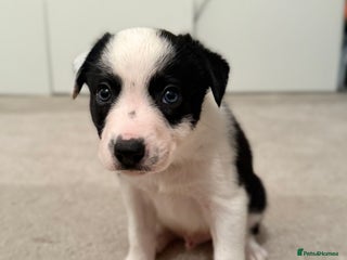 Border Collie dogs - Advert 25