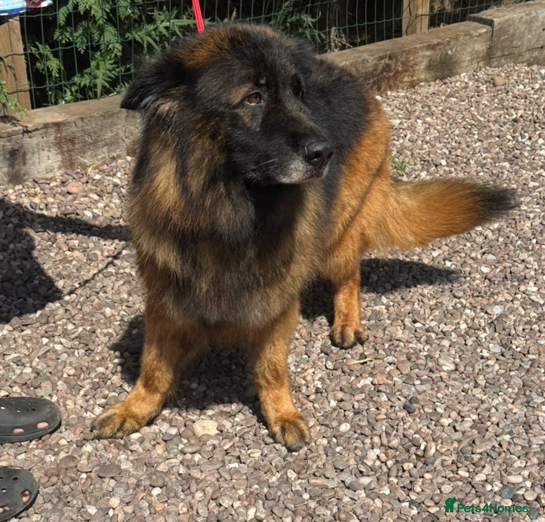 German Shepherd dogs for sale: 5 yr old GSD - Image 4