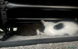 Domestic Shorthair cats for sale: 2 beautiful babies  10weeks old - Image 2