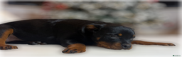 Rottweiler dogs for sale: ROTTWEILER PUPPIES. KC REGISTERED. FREE INSURANCE. - Advert 21