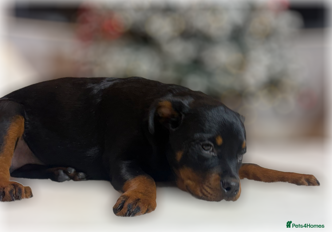 Rottweiler dogs for sale: ROTTWEILER PUPPIES. KC REGISTERED. FREE INSURANCE. - Advert 21