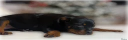 Rottweiler dogs for sale: ROTTWEILER PUPPIES. KC REGISTERED. FREE INSURANCE. - Advert 21