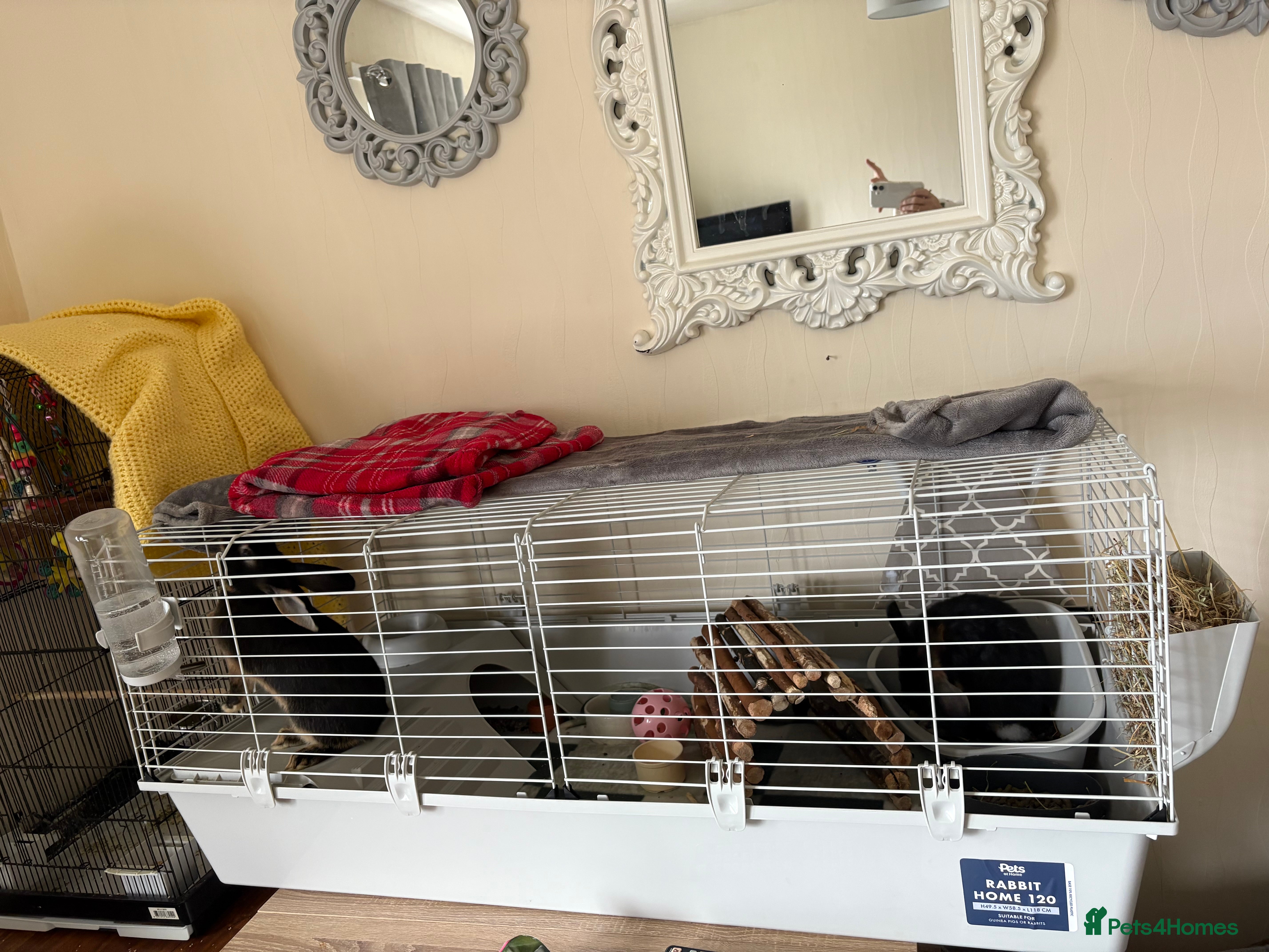 Mixed Breed rabbits Baby lion head x lops  - Advert 1