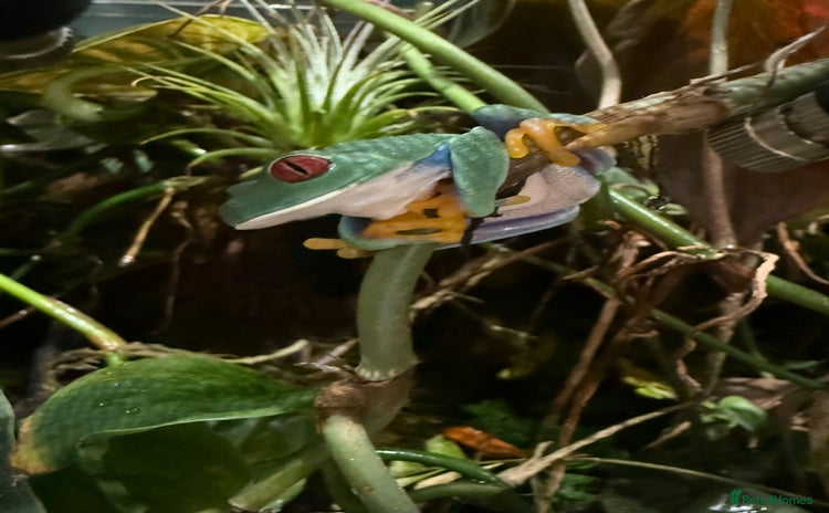 Frog reptiles - Advert 1