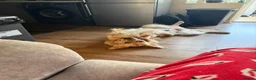 Golden Retriever dogs for stud: Benji — The Ladies’ Man - Advert 4