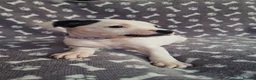 Staffordshire Bull Terrier dogs for sale: Staffordshire Bull Terrier puppy's for sale  - Advert 13