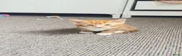 Mixed Breed cats for sale: Kitten - Advert 2