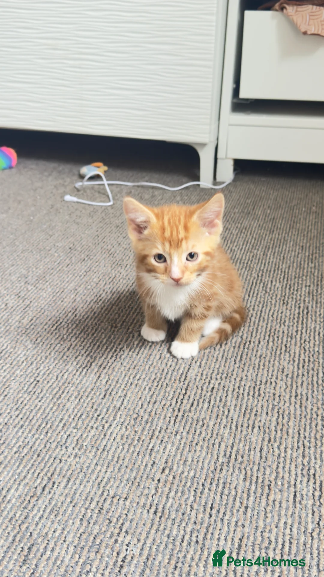 Mixed Breed cats for sale: Kitten - Advert 2