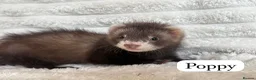 Ferret rodents for sale: ANGELICFERRETS. ONLY JILLS LEFT. READY NOW - Advert 7