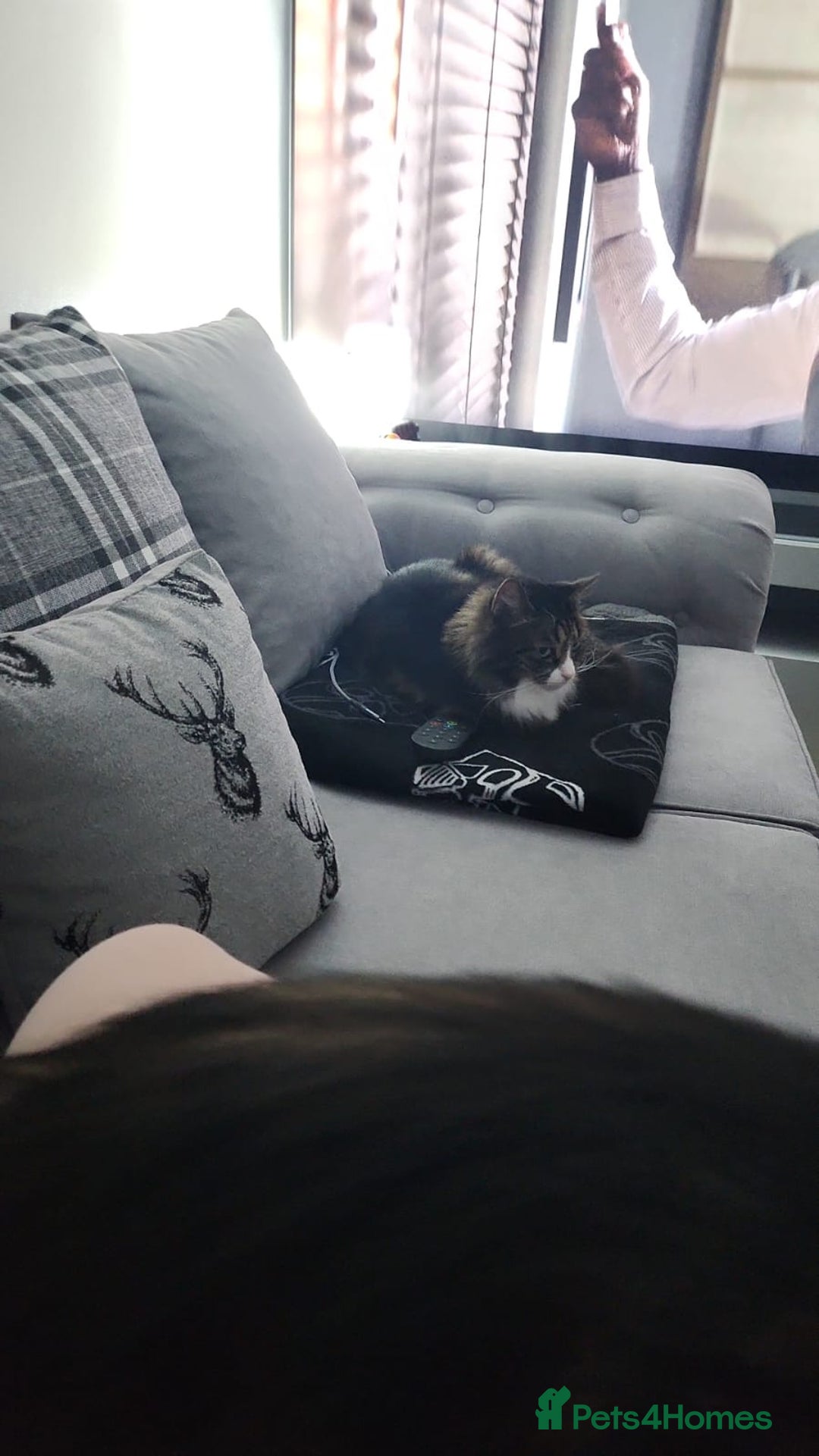 Mixed Breed cats for sale: 2 Tabby Ragdoll sisters in need of rehoming - Advert 5