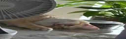 British Shorthair cats for sale: golden british shorthair - Advert 28