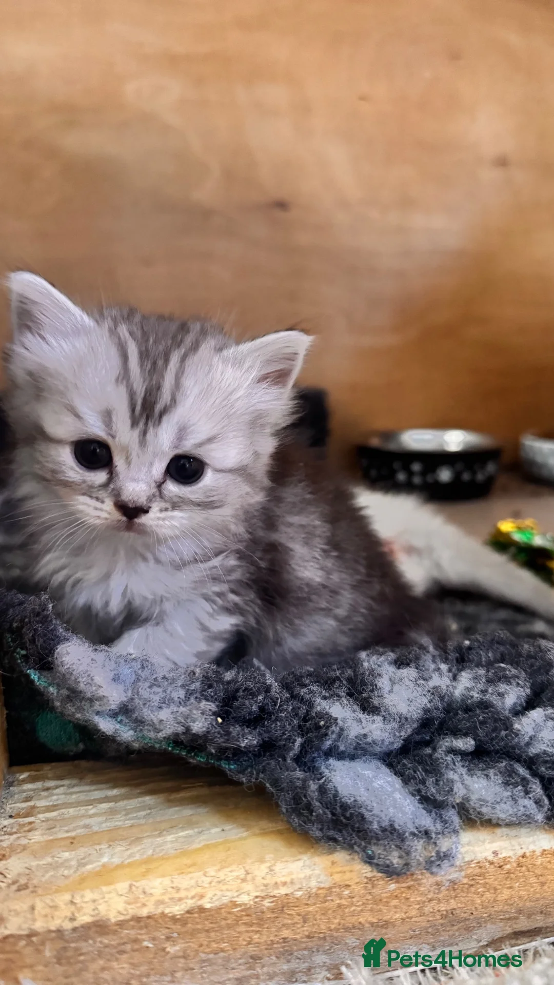 Ragdoll cats for sale: Gorgeous ragdoll babies  - Advert 2