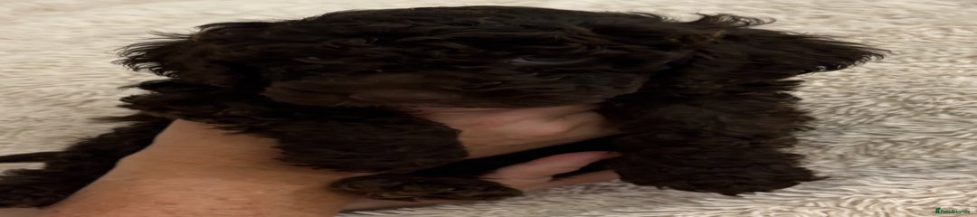 Cockapoo Puppy 4