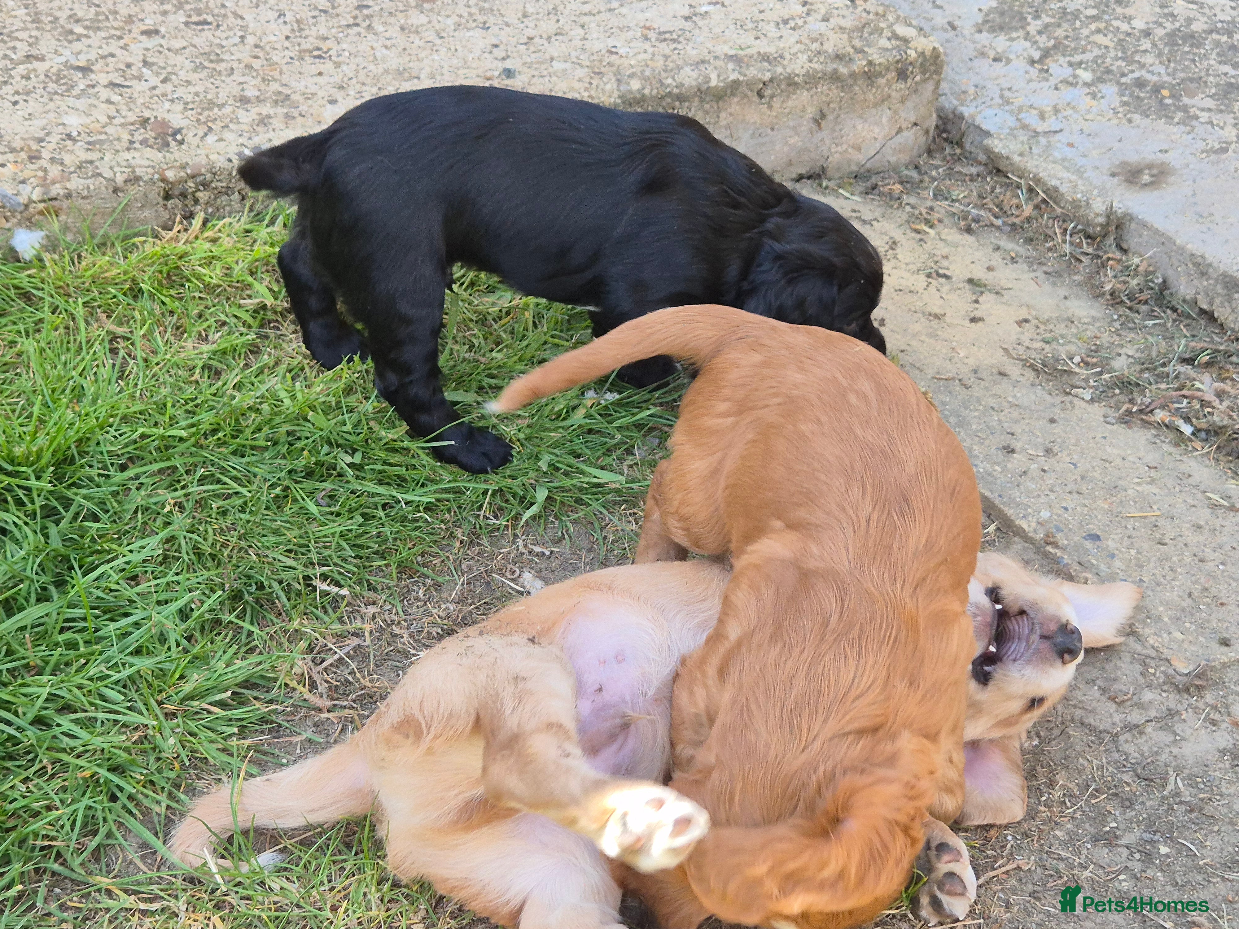 Cocker Spaniel dogs for sale: 1 beautiful black & white boy left kc registered  - Advert 35
