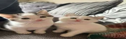 Mixed Breed cats for sale: Kittens ready for their new home in Brigg - Advert 3