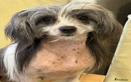 Chinese Crested dogs for sale: Adult HHL Chinese Crested Girl & PP Girl  - Image 4