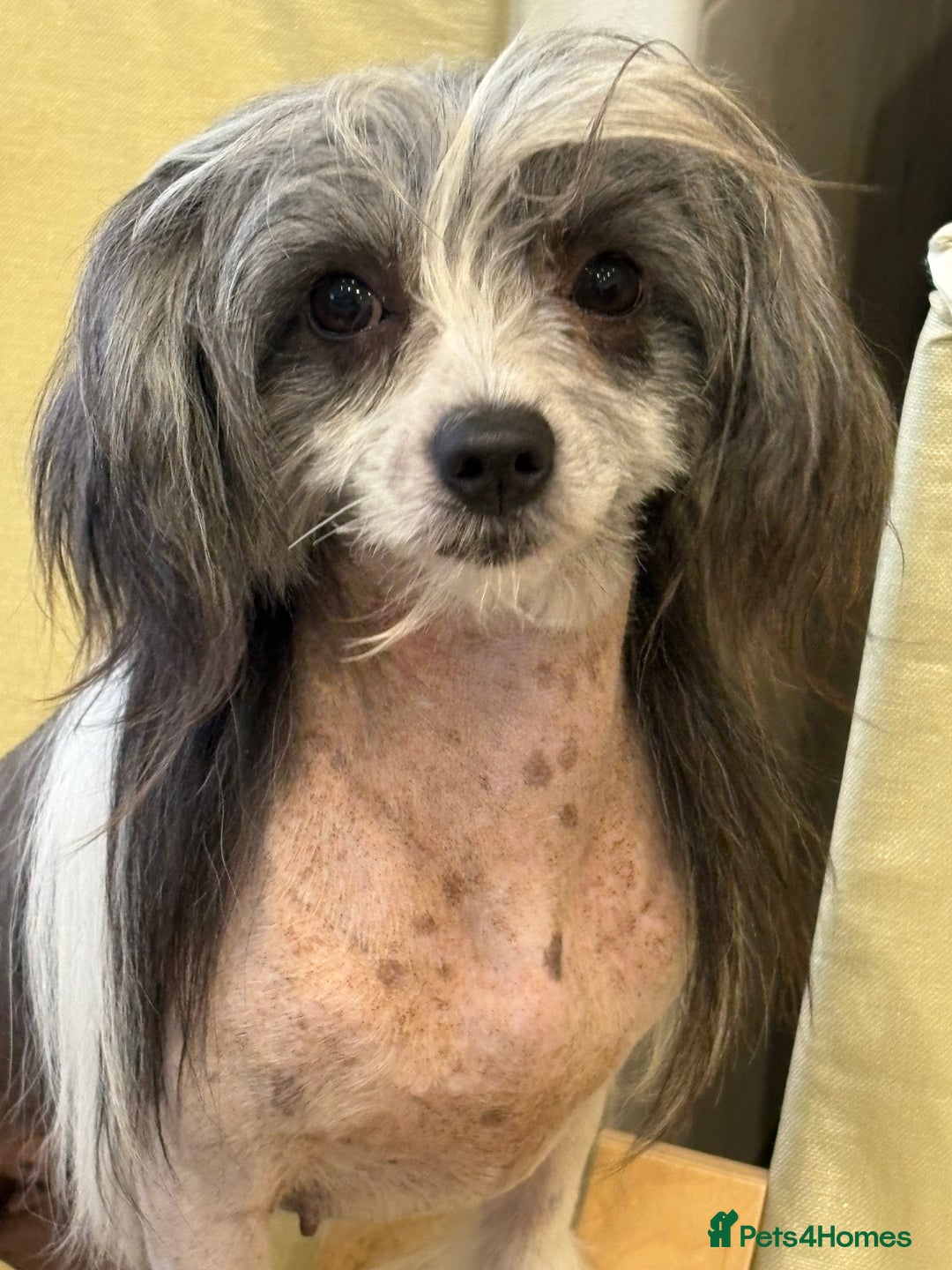 Chinese Crested dogs for sale: Adult HHL Chinese Crested Girl & PP Girl  - Image 4