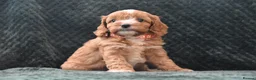 Cavapoo dogs for sale: Toy F1 Cavapoo Puppies Fully Dna Clear. - Advert 5