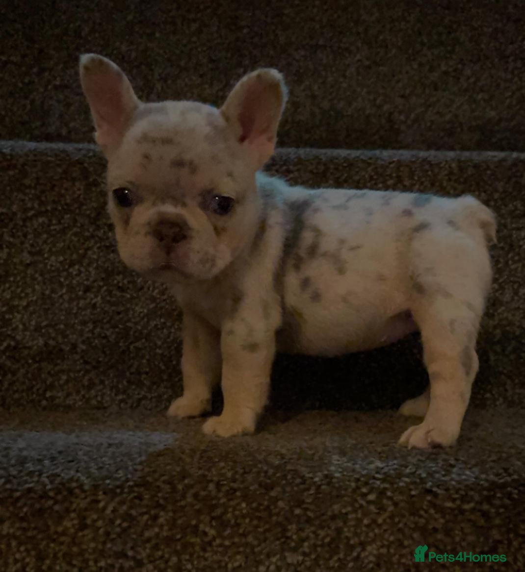 French Bulldog dogs Fluffy Carrier Girl - Advert 4