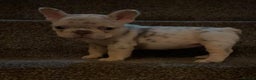 French Bulldog dogs for sale: Fluffy Carrier Girl - Advert 6