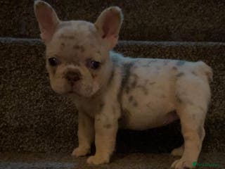 French Bulldog dogs Fluffy Carrier Girl - Advert 3