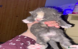 British Shorthair cats for sale: 3 kittens  - Image 1