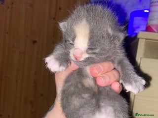 British Shorthair cats - Advert 14