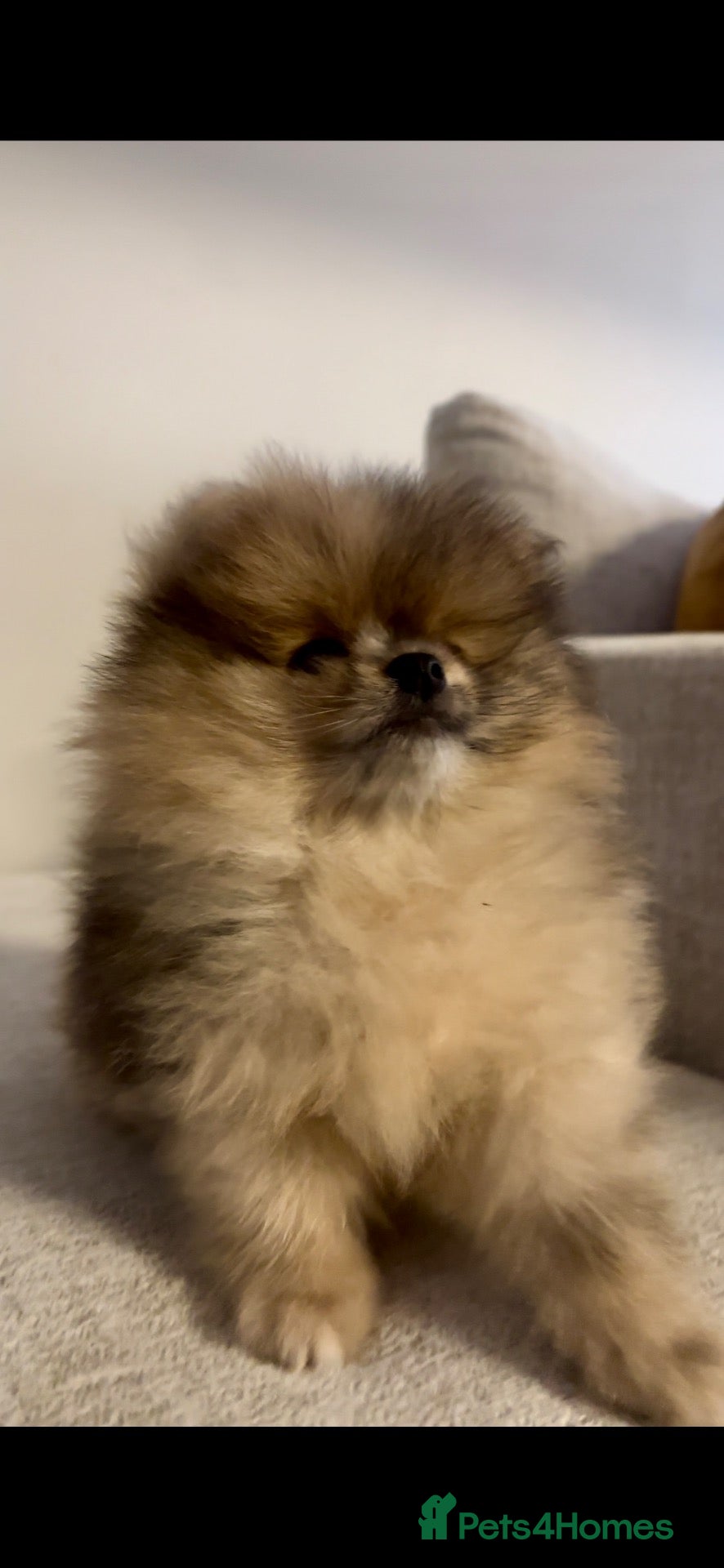 Pomeranian dogs Beautiful teddy sable pomeranian boy  - Advert 15