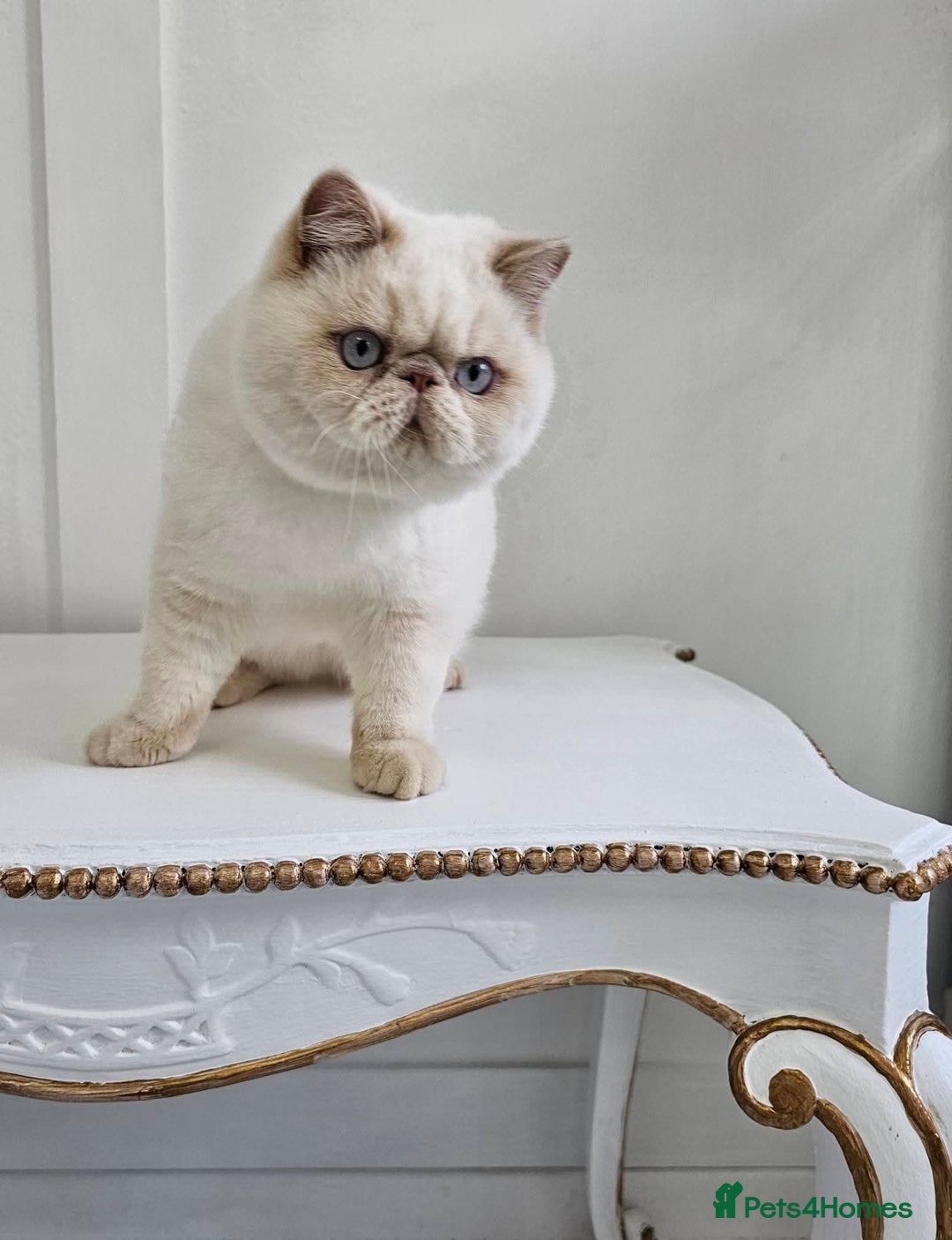 Exotic cats for sale: Chunky GCCF reg pedigree male exotic SH kitten  - Advert 8