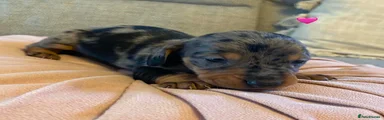 Dachshund 3