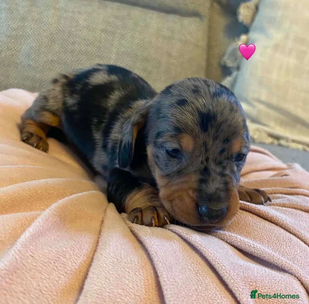 Dachshund dogs for sale: Beautiful Dachshund Puppies for sale - Advert 2